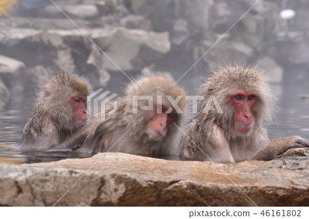 Parents and sisters who make up the hell valley wild monkey park 46161802