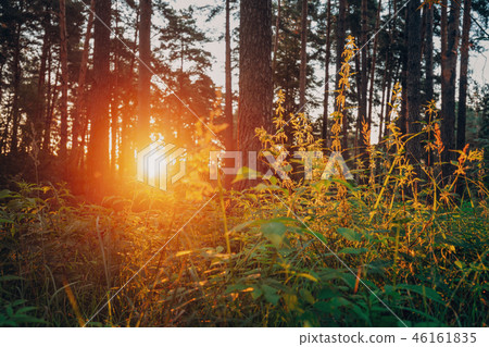 Beautiful Sunset Sunrise Sun Sunshine Through Green Twigs Of Wil Beautiful Sunset Sunrise Sun Sunshine Through Green Twigs Of Wil 46161835