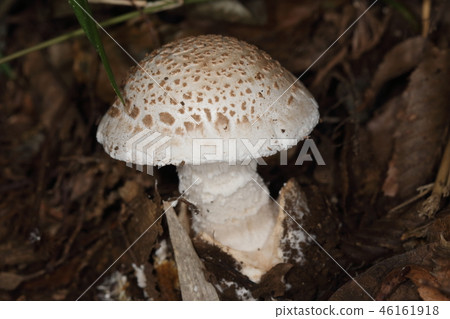 Natural mushroom white scales vine bamboo, hardwood forest floor in white mysterious good mushroom. It seems to be a poisonous mushroom 46161918