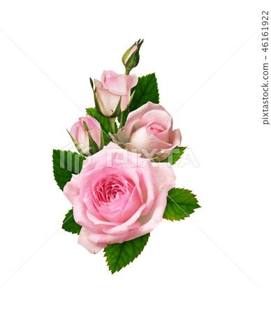 Pink rose flower and buds in romantic arrangement Pink rose flower and buds in romantic arrangement 46161922