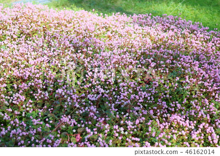 開花的花 46162014