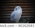 Snowy owl 46162683