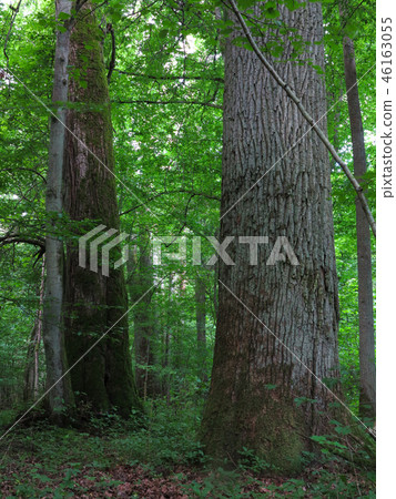 Monumental oak trees of Bialowieza Forest 46163055