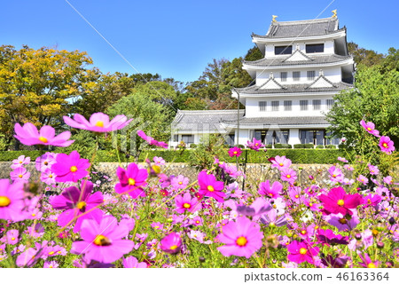 Shiroyama Castle Cosmos 46163364