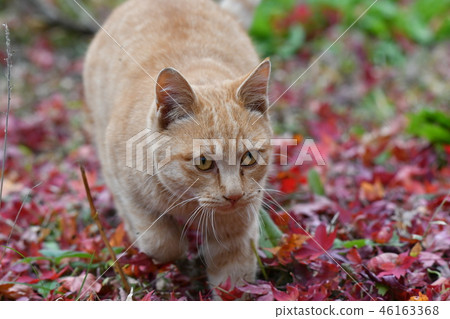 Cat, stray cat, maple, autumn leaves, tea tiger, male, get wet, nocturnal, walk 46163368
