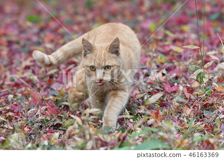 Cat, stray cat, maple, autumn leaves, tea tiger, male, get wet, walk, fallen leaves 46163369