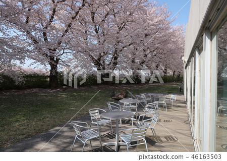 櫻花在東京理科大學野田校區 櫻花在東京理科大學野田校區 46163503
