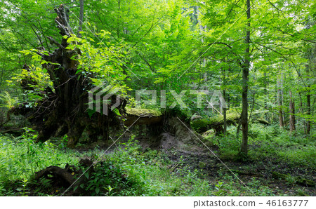 Old oak trees broken lying 46163777