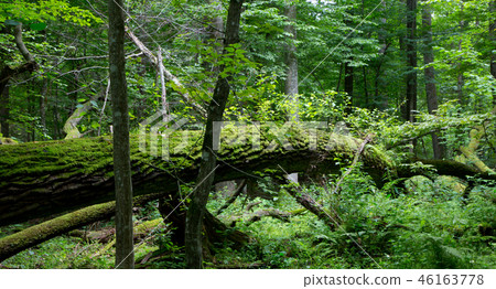 Old oak tree broken lying in spring forest Old oak tree broken lying in spring forest 46163778