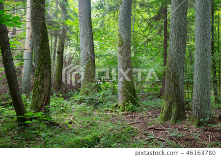 Old trees of Bialowieza Forest 46163780