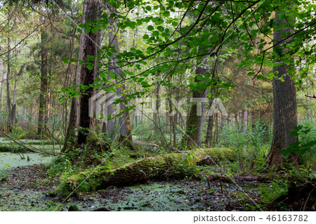 Natural stand with standing water 46163782