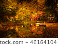 Autumn leaves lit up 46164104
