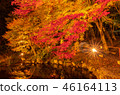 Autumn leaves lit up 46164113