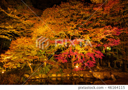 Autumn leaves lit up Autumn leaves lit up 46164115