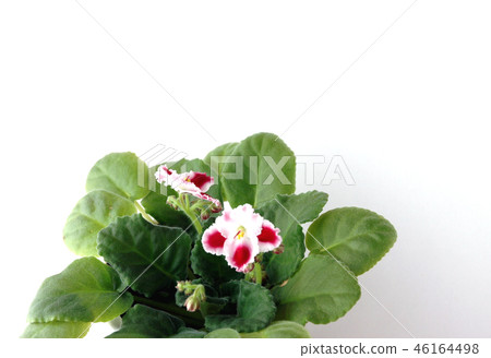 Singaporean flowers Singaporean flowers 46164498