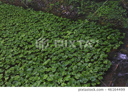 [Shizuoka Prefecture] Wasabi field (near Joren Falls) 46164499
