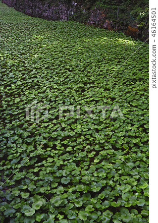 [Shizuoka Prefecture] Wasabi field (near Joren Falls) 46164501