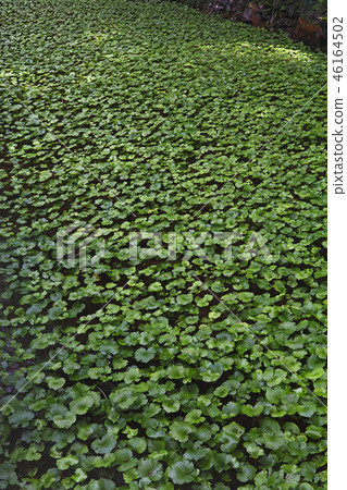 [Shizuoka Prefecture] Wasabi field (near Joren Falls) 46164502