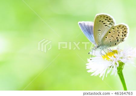Yamatoshijimi which nectars the flower of Haruion Yamatoshijimi which nectars the flower of Haruion 46164763