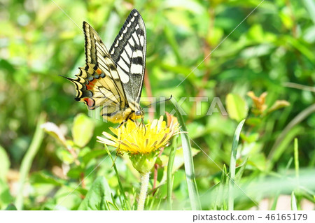 與蒲公英花的侏儒花蜜 與蒲公英花的侏儒花蜜 46165179