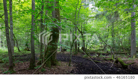 Primeval deciduous stand of Bialowieza Forest in s 46165180