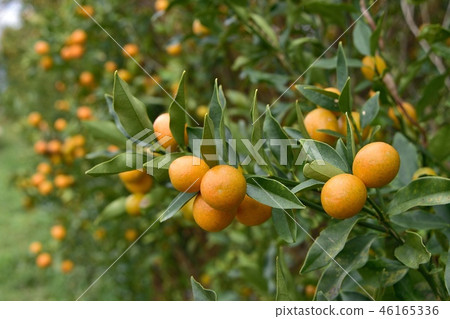 金桔的果實 46165336