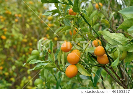金桔的果實 46165337