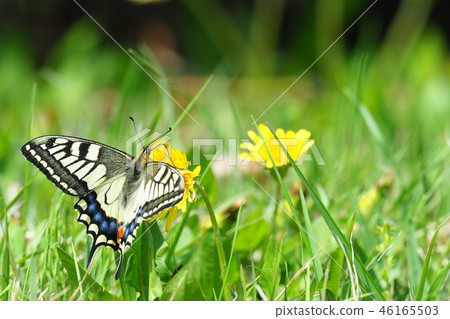 與蒲公英花的白色Swallowtail花蜜 46165503