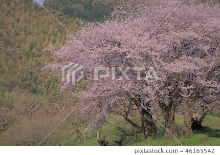 櫻花 櫻花 46165542