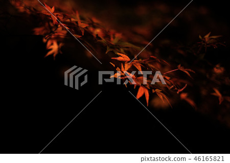 Autumn leaves night 46165821