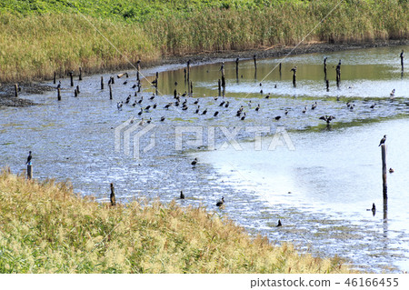野生鳥類森林 野生鳥類森林 46166455