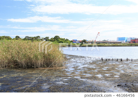Wild bird forest Wild bird forest 46166456