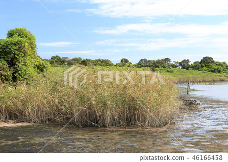 Wild bird forest Wild bird forest 46166458