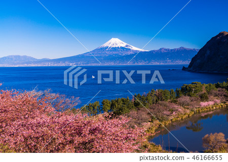河津櫻花盛開在富士山西伊豆田 46166655