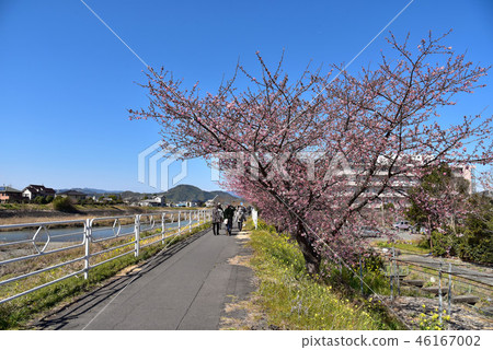 燒澤朝日櫻花 46167002