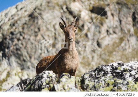 Young female alpine Capra ibex looking at the camera and standing on the high rocks stone in Dombay Young female alpine Capra ibex looking at the camera and standing on the high rocks stone in Dombay 46167229