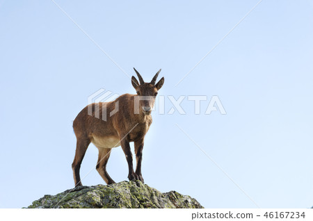 Young female alpine Capra ibex looking at the camera and standing on the high rocks stone in Dombay Young female alpine Capra ibex looking at the camera and standing on the high rocks stone in Dombay 46167234