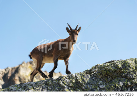 Young female alpine Capra ibex looking at the camera and standing on the high rocks stone in Dombay Young female alpine Capra ibex looking at the camera and standing on the high rocks stone in Dombay 46167236