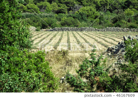 Field of Lavender - Croatia Field of Lavender - Croatia 46167609