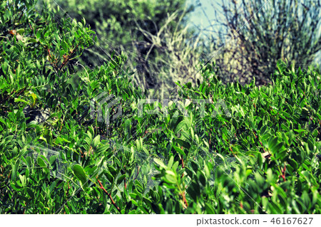 Thickets of green bush. Thickets of green bush. 46167627