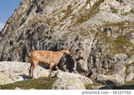 Young female alpine Capra ibex on the high rocks stone in Dombay mountains. North Caucasus. Russia Young female alpine Capra ibex on the high rocks stone in Dombay mountains. North Caucasus. Russia 46167788
