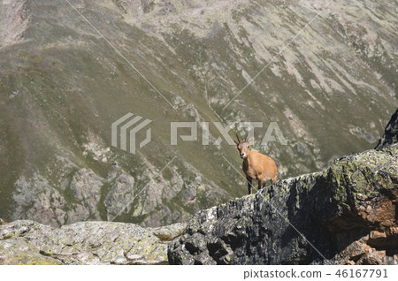 Young female alpine Capra ibex looking at the camera and standing on the high rocks stone in Dombay Young female alpine Capra ibex looking at the camera and standing on the high rocks stone in Dombay 46167791