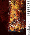 Autumn leaves that shine in the sun 46168236