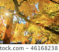 Autumn leaves that shine in the sun 46168238