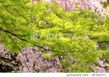 春天來的杉並區的Miyosenji公園（9） 46168371