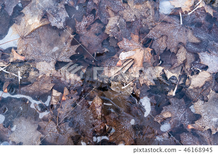 Frozen puddle with fallen leaves 46168945