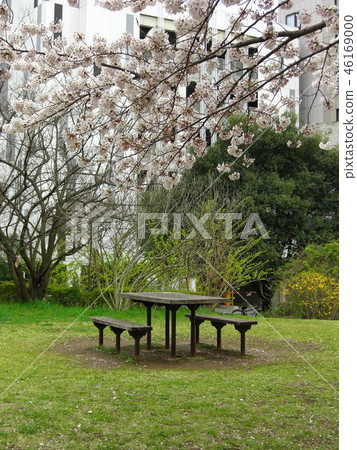 Cherry blossoms and wood deck 46169000