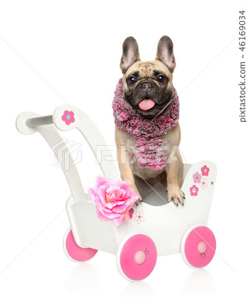 French bulldog in a scarf is on a baby carriage French bulldog in a scarf is on a baby carriage 46169034