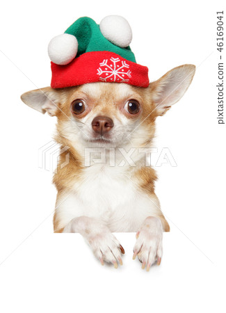Chihuahua puppy in winter hat above banner 46169041
