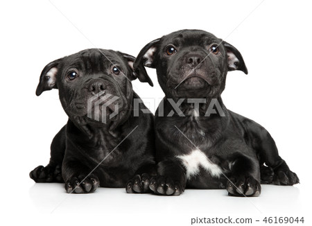 American Staffordshire terrier puppies 46169044